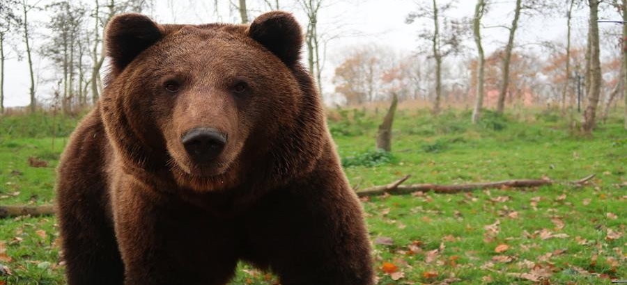 Avventura alla ricerca dell'orso