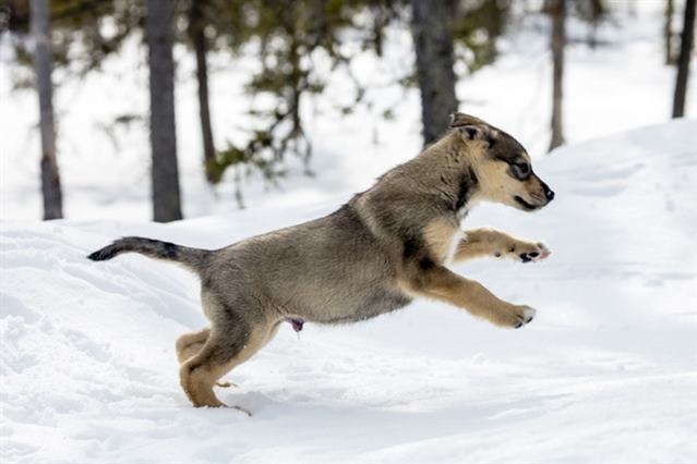 Taste of Arctic Lapland a Muonio
