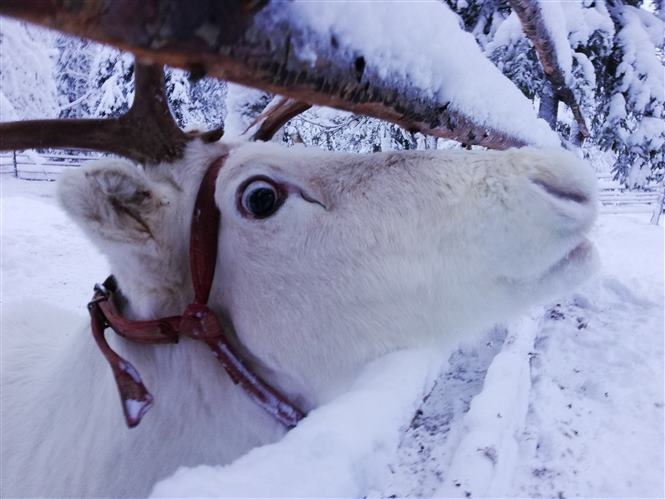 Magia Invernale a Rukan Salonki