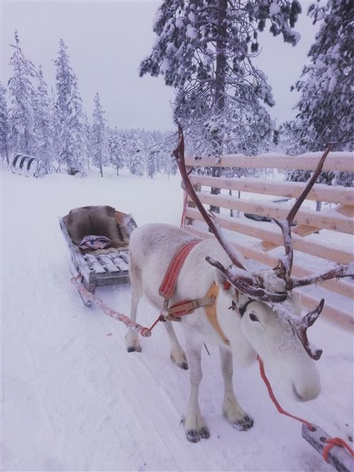 Inari Aurora e mondo Sami