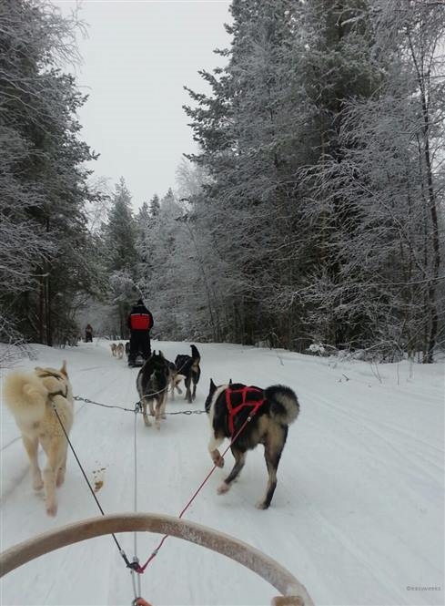 Rovaniemi - Invisible forest lodge