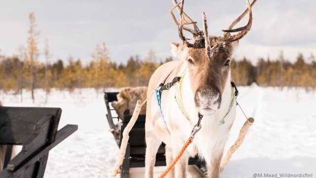 Rovaniemi in festa Arctic Circle - volo incluso