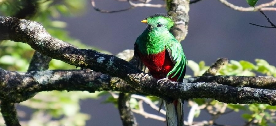 Tour Seguendo il Quetzal