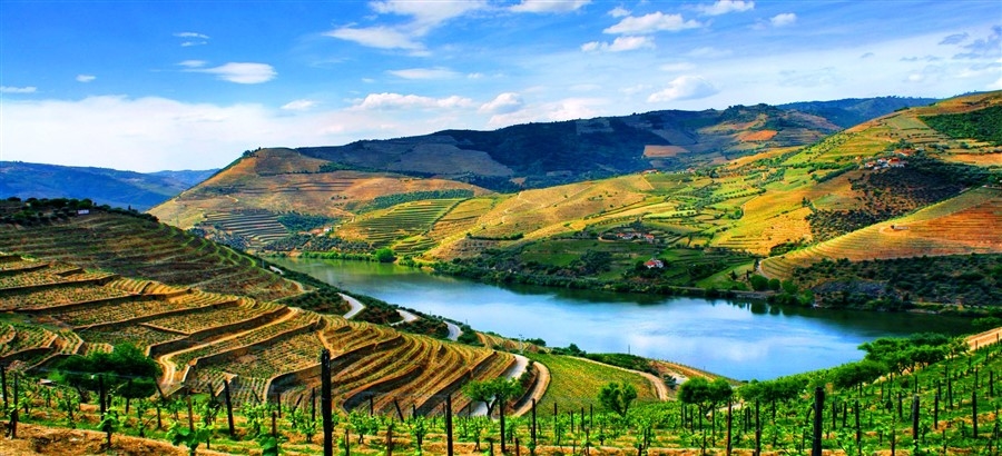 Vendemmia nella Valle del Douro