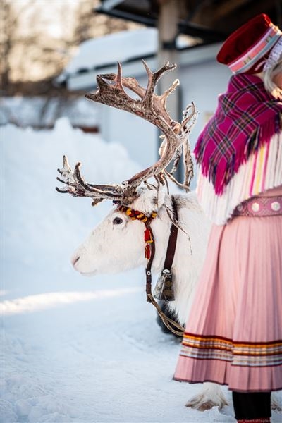 Lulea, avventura al BRÄNDÖN LODGE