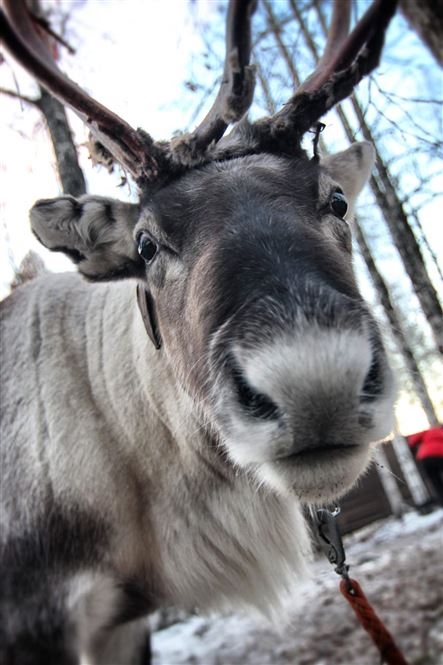 Festività natalizie Arctic City Rovaniemi - volo incluso