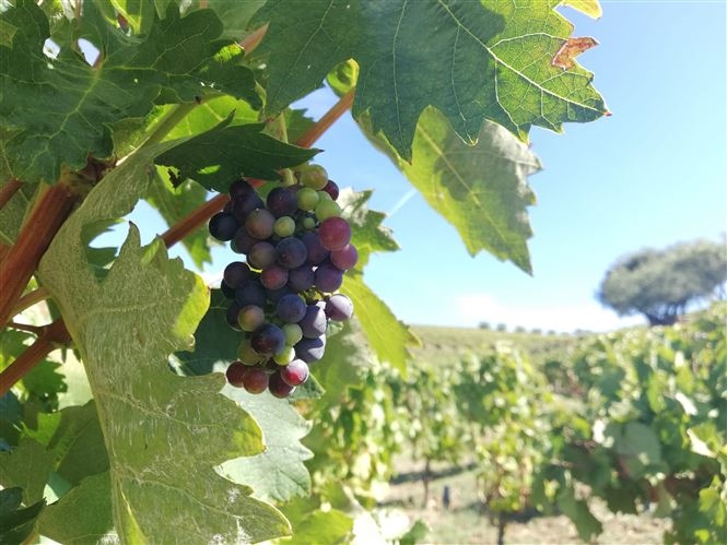 Vendemmia nella Valle del Douro