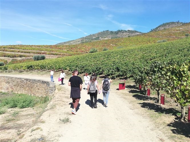 Vendemmia nella Valle del Douro