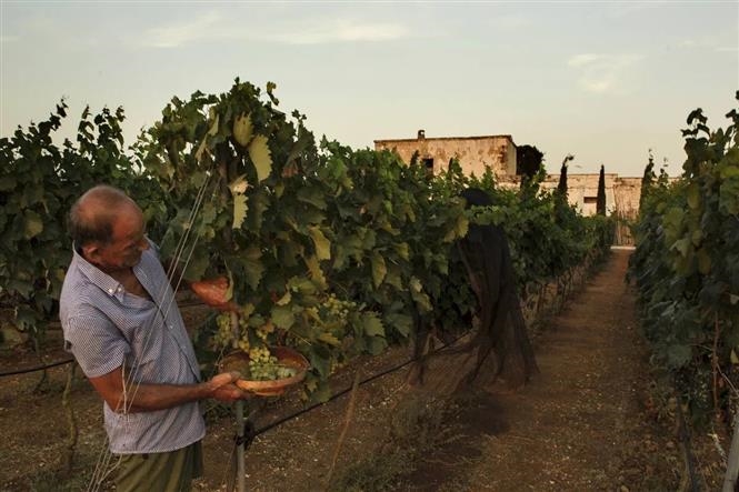 Lo ionio in Masseria