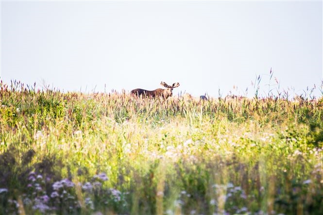 BENESSERE E NATURA LAPPONE SVEDESE